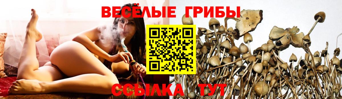 Галлюциногенные грибы GOLDEN TEACHER  Вход с VPN  Губкин  Псилоцибиновые грибы GOLDEN TEACHER 